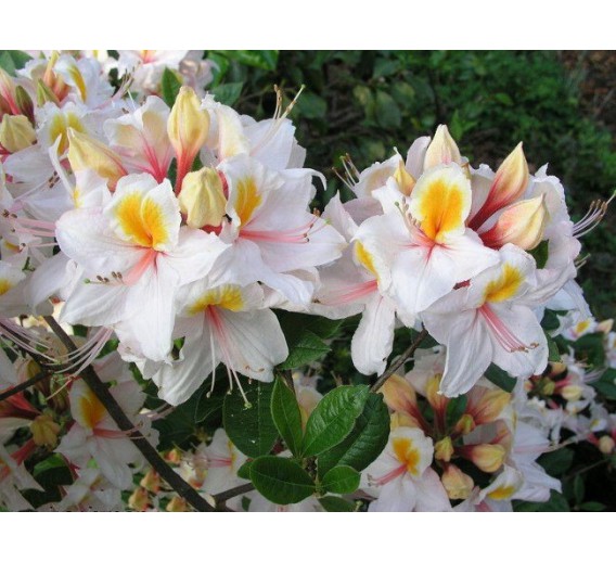 Sodo ir daržo prekės. Augalai. Žydinčios gėlės . Azalija Rhododendron Azalea 