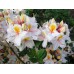 Sodo ir daržo prekės. Augalai. Žydinčios gėlės . Azalija Rhododendron Azalea  kaina