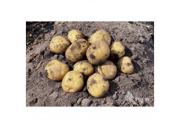 Sodo ir daržo prekės. Sėklos, daigyklos, durpinės tabletės. Sėklinės bulvės. Sėklinės bulvės Karelia, vidutinio ankstyvumo 5 kg 
