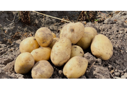 Sėklinės bulvės Primabelle, 5kg 
