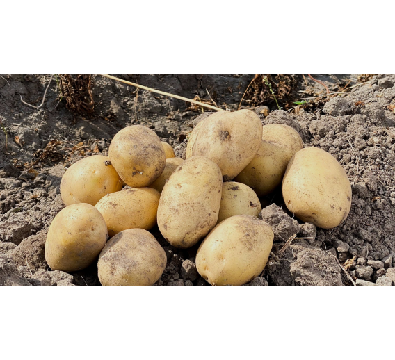 Sėklinės bulvės Primabelle, 5kg 