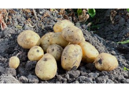 Sėklinės bulvės QUEEN ANNE, 5kg 