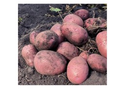 Sodo ir daržo prekės. Sėklos, daigyklos, durpinės tabletės. Sėklinės bulvės. Sėklinės bulvės vidutinio ankstyvumo Aloutte 5 kg 