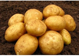 Sėklinės bulvės Vineta, 5kg 