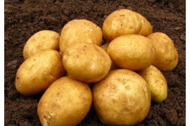 Sėklinės bulvės Vineta, 5kg 
