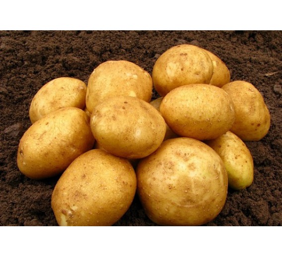 Sėklinės bulvės Vineta, 5kg 
