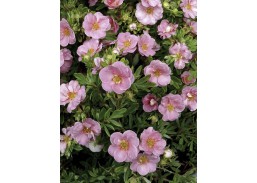 Sodo ir daržo prekės. Augalai. Dekoratyviniai augalai . Sidabrakrūmis paprastasis Potentilla fruticosa Lovely Pink 