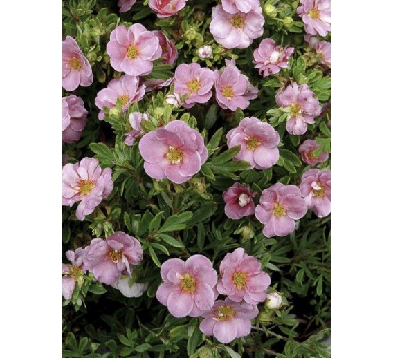 Sodo ir daržo prekės. Augalai. Dekoratyviniai augalai . Sidabrakrūmis paprastasis Potentilla fruticosa Lovely Pink 