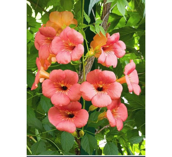 Sodo ir daržo prekės. Augalai. Žydinčios gėlės . Stambiažiedė Ląstūnė Campsis Grandiflora 