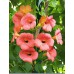 Sodo ir daržo prekės. Augalai. Žydinčios gėlės . Stambiažiedė Ląstūnė Campsis Grandiflora  kaina