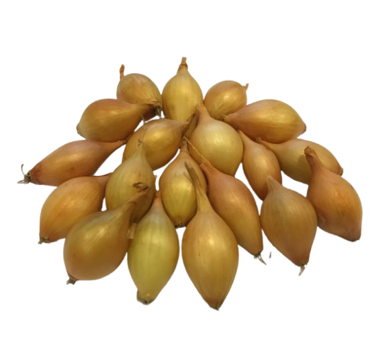 Sodo ir daržo prekės. Sėklos, daigyklos, durpinės tabletės. Svogūnų sėklos ir sodinukai. Svogūnų sodinukai Corrado 0,5 kg 