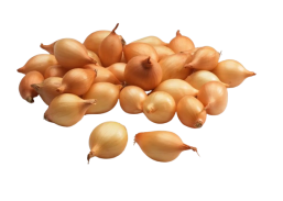 Sodo ir daržo prekės. Sėklos, daigyklos, durpinės tabletės. Svogūnų sėklos ir sodinukai. Svogūnų sodinukai Cupido 0,5 kg 