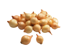 Sodo ir daržo prekės. Sėklos, daigyklos, durpinės tabletės. Svogūnų sėklos ir sodinukai. Svogūnų sodinukai Sturon 0,5 kg 