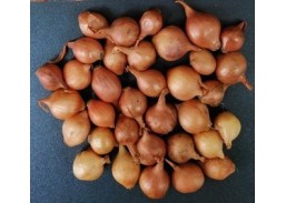 Svogūnų sodinukai Stuttgarten Riesen 14x21, 1kg 