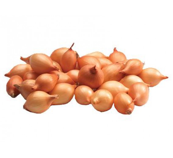 Sodo ir daržo prekės. Sėklos, daigyklos, durpinės tabletės. Svogūnų ir česnakų sodinukai, sėklos. Svogūnų sodinukai žieminiai SENSHYU YELLOW 14-21 mm 0,5 kg