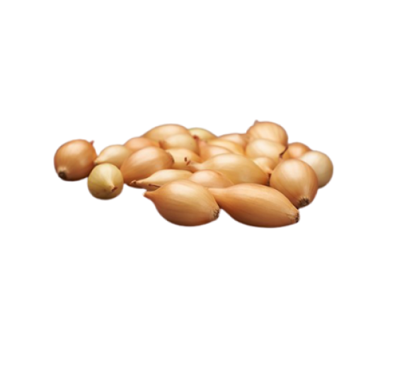 Sodo ir daržo prekės. Sėklos, daigyklos, durpinės tabletės. Svogūnų ir česnakų sodinukai, sėklos. Svogūnų sodinukai žieminiai SHAKESPEARE 14-21 mm 0,5 kg