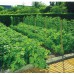 Sodo ir daržo prekės. Atramos, laikikliai augalams. Tinklas augalms atremti Carnation 1,2x10m  kaina
