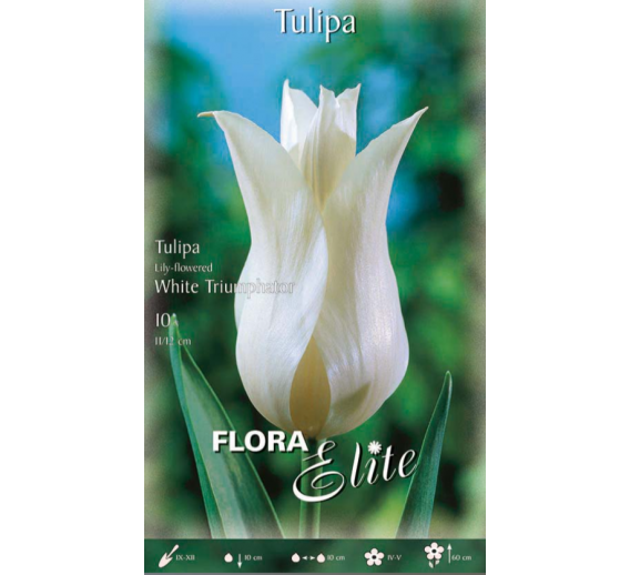 Sodo ir daržo prekės. Sėklos, daigyklos, durpinės tabletės. Gėlių sėklos. Tulpės Lily flowered White Triumph