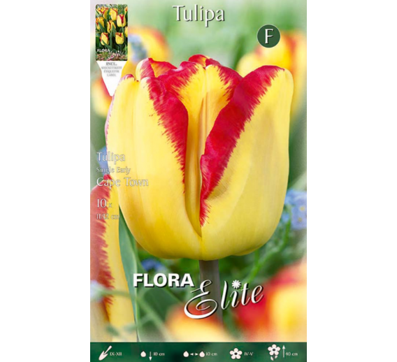 Sodo ir daržo prekės. Sėklos, daigyklos, durpinės tabletės. Gėlių sėklos. Tulpės Single Early CapeTown 7sv