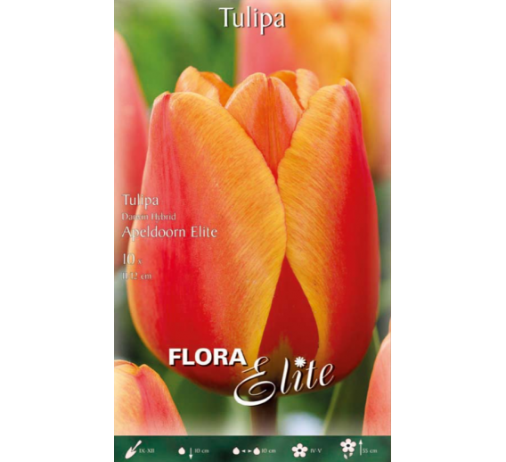 Sodo ir daržo prekės. Sėklos, daigyklos, durpinės tabletės. Gėlių sėklos. Tulpės Tulipa Darwin H Apeldoorn Elite 10sv
