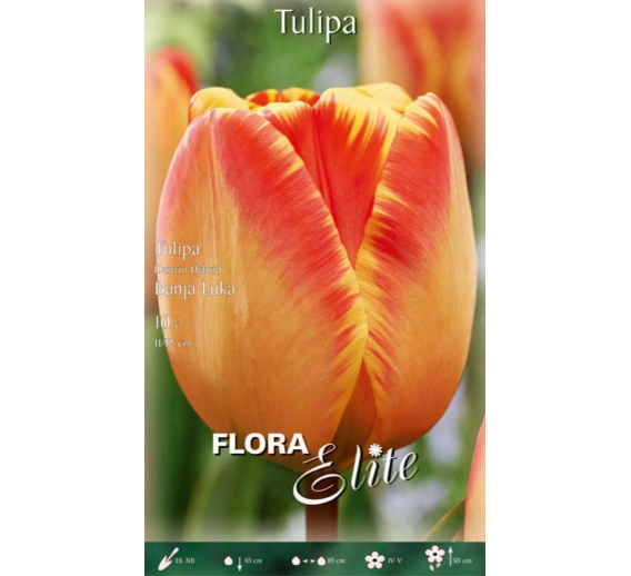 Sodo ir daržo prekės. Sėklos, daigyklos, durpinės tabletės. Gėlių sėklos. Tulpės Tulipa Darwin H Banja Luka 10sv