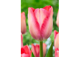 Sodo ir daržo prekės. Sėklos, daigyklos, durpinės tabletės. Gėlių sėklos. Tulpės Tulipa Darwin Pink Sound 10sv