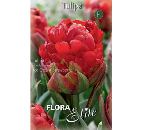 Sodo ir daržo prekės. Sėklos, daigyklos, durpinės tabletės. Gėlių sėklos. Tulpės Tulipa Double Late Cream Strawbery 3sv
