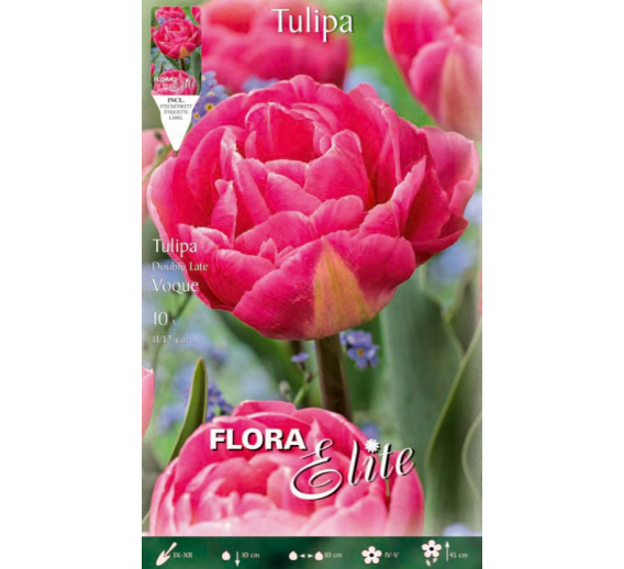 Sodo ir daržo prekės. Sėklos, daigyklos, durpinės tabletės. Gėlių sėklos. Tulpės Tulipa Double Late Vogue 7sv