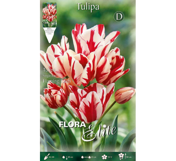 Sodo ir daržo prekės. Sėklos, daigyklos, durpinės tabletės. Gėlių sėklos. Tulpės Tulipa Flaming Club 7sv