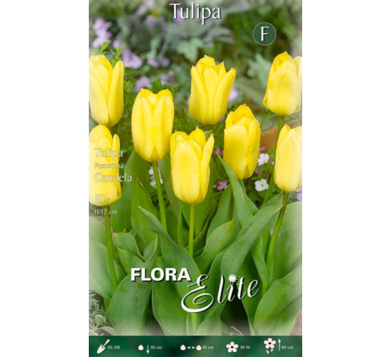 Sodo ir daržo prekės. Sėklos, daigyklos, durpinės tabletės. Gėlių sėklos. Tulpės Tulipa Fosteriana Candela 10sv