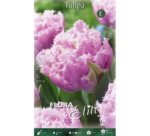 Sodo ir daržo prekės. Sėklos, daigyklos, durpinės tabletės. Gėlių sėklos. Tulpės Tulipa Fringed Double Cairns 5sv