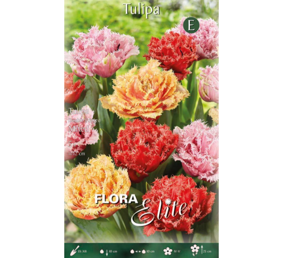 Sodo ir daržo prekės. Sėklos, daigyklos, durpinės tabletės. Gėlių sėklos. Tulpės Tulipa Fringed Double Mixed 5sv