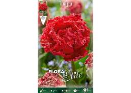 Sodo ir daržo prekės. Sėklos, daigyklos, durpinės tabletės. Gėlių sėklos. Tulpės Tulipa Fringed Double Qatar 5sv