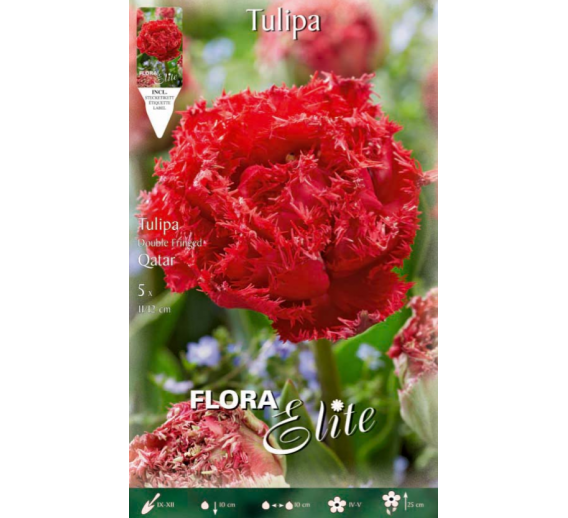 Sodo ir daržo prekės. Sėklos, daigyklos, durpinės tabletės. Gėlių sėklos. Tulpės Tulipa Fringed Double Qatar 5sv