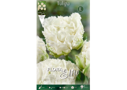 Sodo ir daržo prekės. Sėklos, daigyklos, durpinės tabletės. Gėlių sėklos. Tulpės Tulipa Fringed Double Snow Cry 5sv