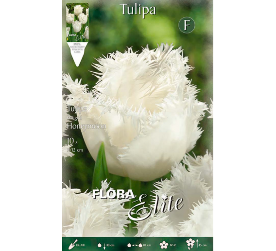 Sodo ir daržo prekės. Sėklos, daigyklos, durpinės tabletės. Gėlių sėklos. Tulpės Tulipa Fringed Honeymoon 7sv