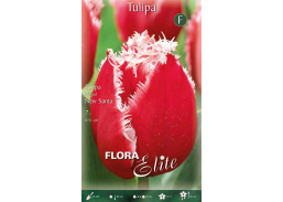 Sodo ir daržo prekės. Sėklos, daigyklos, durpinės tabletės. Gėlių sėklos. Tulpės Tulipa Fringed New Santa 7sv