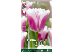 Sodo ir daržo prekės. Sėklos, daigyklos, durpinės tabletės. Gėlių sėklos. Tulpės Tulipa Fringed Siesta 7sv