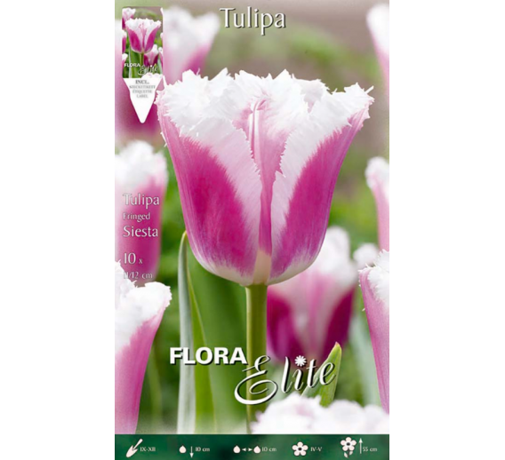 Sodo ir daržo prekės. Sėklos, daigyklos, durpinės tabletės. Gėlių sėklos. Tulpės Tulipa Fringed Siesta 7sv