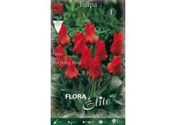 Sodo ir daržo prekės. Sėklos, daigyklos, durpinės tabletės. Gėlių sėklos. Tulpės Tulipa Greigii Red Riding Hood 10sv