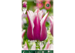 Sodo ir daržo prekės. Sėklos, daigyklos, durpinės tabletės. Gėlių sėklos. Tulpės Tulipa Lily flowered Claudia 7sv