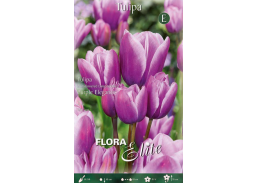Sodo ir daržo prekės. Sėklos, daigyklos, durpinės tabletės. Gėlių sėklos. Tulpės Tulipa M.fl.Purple Elegance 7sv