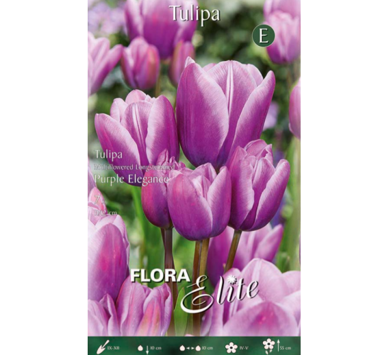 Sodo ir daržo prekės. Sėklos, daigyklos, durpinės tabletės. Gėlių sėklos. Tulpės Tulipa M.fl.Purple Elegance 7sv