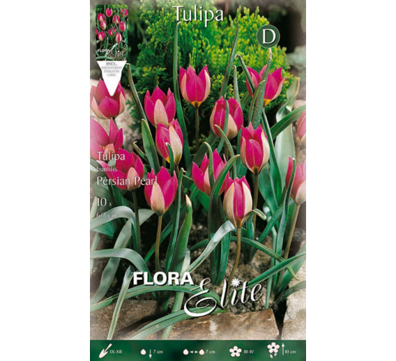 Sodo ir daržo prekės. Sėklos, daigyklos, durpinės tabletės. Gėlių sėklos. Tulpės Tulipa Miscellaneous Persian Pearl 10sv