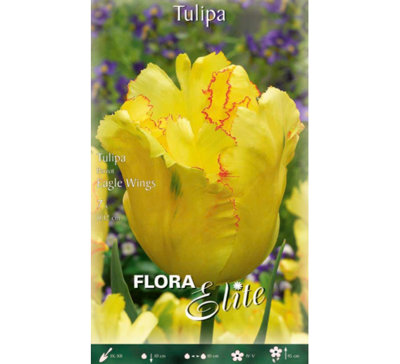 Sodo ir daržo prekės. Sėklos, daigyklos, durpinės tabletės. Gėlių sėklos. Tulpės Tulipa Parrot Eagle Wings 7sv