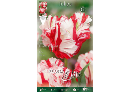 Sodo ir daržo prekės. Sėklos, daigyklos, durpinės tabletės. Gėlių sėklos. Tulpės Tulipa Parrot Estella Rijnveld 7sv