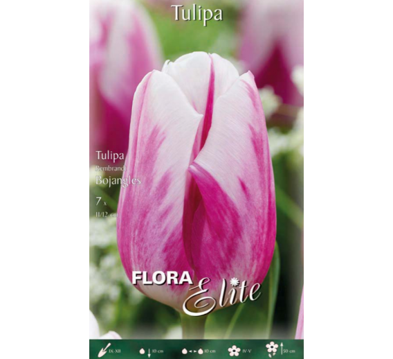 Sodo ir daržo prekės. Sėklos, daigyklos, durpinės tabletės. Gėlių sėklos. Tulpės Tulipa Rembrandt Bojangles 7sv