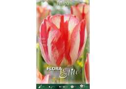 Sodo ir daržo prekės. Sėklos, daigyklos, durpinės tabletės. Gėlių sėklos. Tulpės Tulipa Rembrandt Spryng Break 7sv