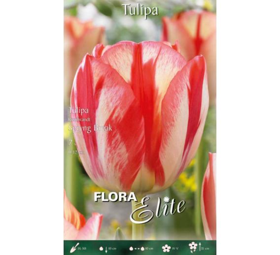 Sodo ir daržo prekės. Sėklos, daigyklos, durpinės tabletės. Gėlių sėklos. Tulpės Tulipa Rembrandt Spryng Break 7sv