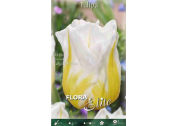 Sodo ir daržo prekės. Sėklos, daigyklos, durpinės tabletės. Gėlių sėklos. Tulpės Tulipa Rembranto Calgary Flames 7sv